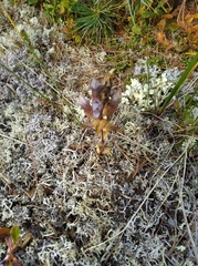 Gentianella auriculata