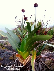 Stegolepis guianensis