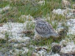 Thinocorus orbignyianus