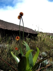 Stegolepis guianensis