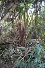 Sphaeropteris