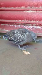 Patagioenas maculosa