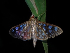 Pygospila bivittalis