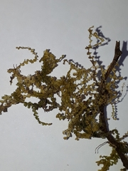 Chiloscyphus mediinfrons