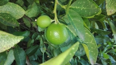 Citrus × aurantiifolia