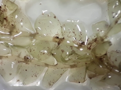 Chiloscyphus mediinfrons