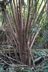 Sphaeropteris