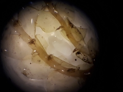 Chiloscyphus mediinfrons