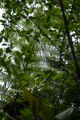 Sphaeropteris