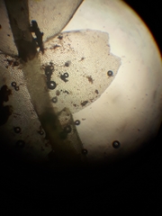 Chiloscyphus mediinfrons