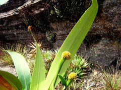 Stegolepis guianensis