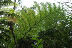 Sphaeropteris