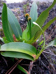 Stegolepis guianensis