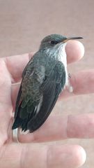 Oreotrochilus leucopleurus