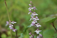 Galearis rotundifolia