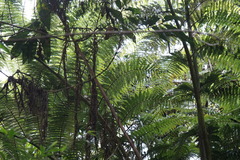 Sphaeropteris