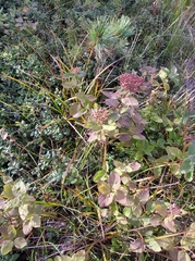 Spiraea beauverdiana