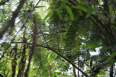 Sphaeropteris