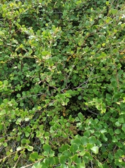Betula divaricata