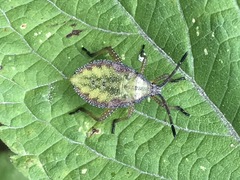 Piezogaster indecorus