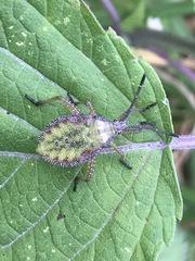 Piezogaster indecorus