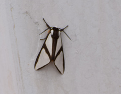 Turuptiana obliqua