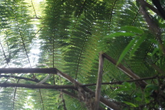 Sphaeropteris