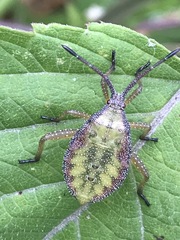 Piezogaster indecorus