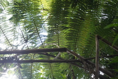 Sphaeropteris