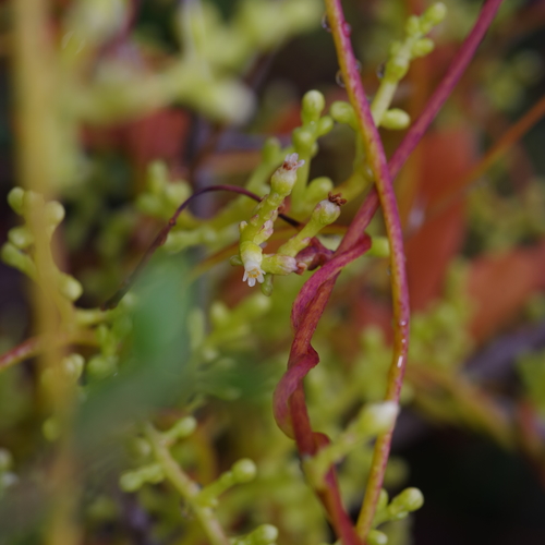 Image of Cuscuta exaltata by (c) Michelle W. （鍾偉瑋）, some rights reserved (CC BY)