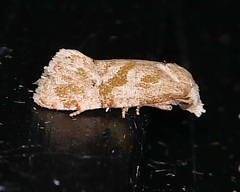 Platphalonidia