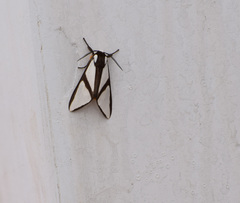 Turuptiana obliqua