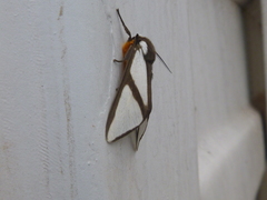 Turuptiana obliqua