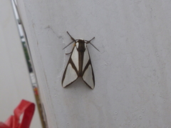 Turuptiana obliqua