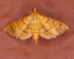 Orphanostigma haemorrhoidalis