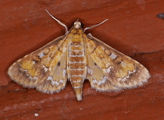 Niphograpta albiguttalis