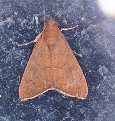 Anomis illita