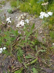 Achillea alpina camtschatica