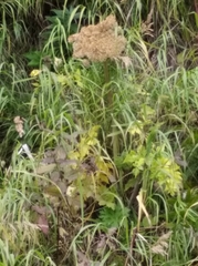 Angelica gmelinii