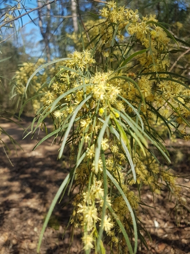 Image of Acacia cognata by no rights reserved