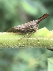 Aconophora laminata