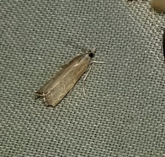 Parapediasia decorellus