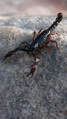 Broteochactas porosus