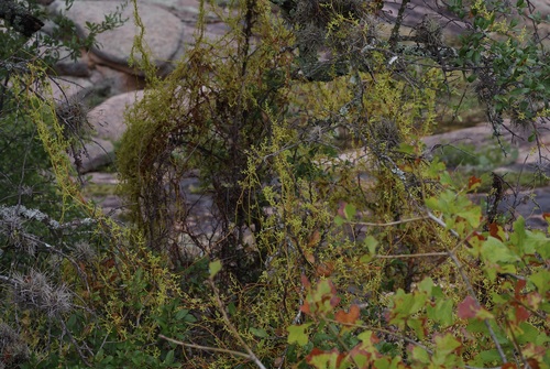 Image of Cuscuta exaltata by (c) Michelle W. （鍾偉瑋）, some rights reserved (CC BY)