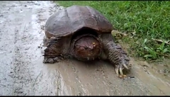 Chelydra rossignonii