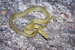 Senticolis triaspis intermedia