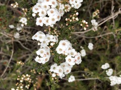 Epacris rigida