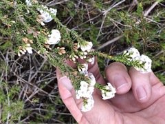 Epacris rigida