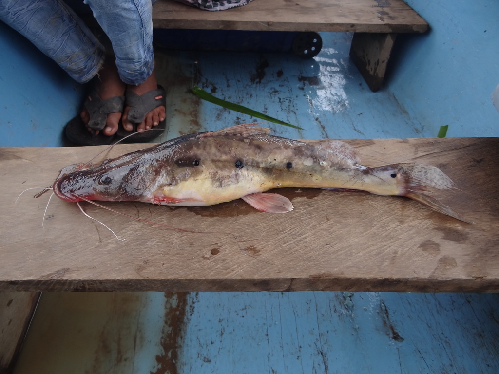 Porthole Shovelnose Catfish
