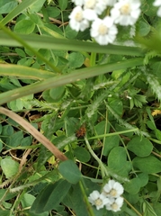 Achillea ptarmica macrocephala